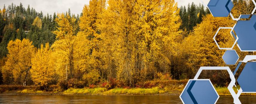 image of golden fall foliage beside a river