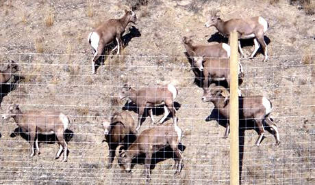 Wildlife exclusion fencing on Highway 5
