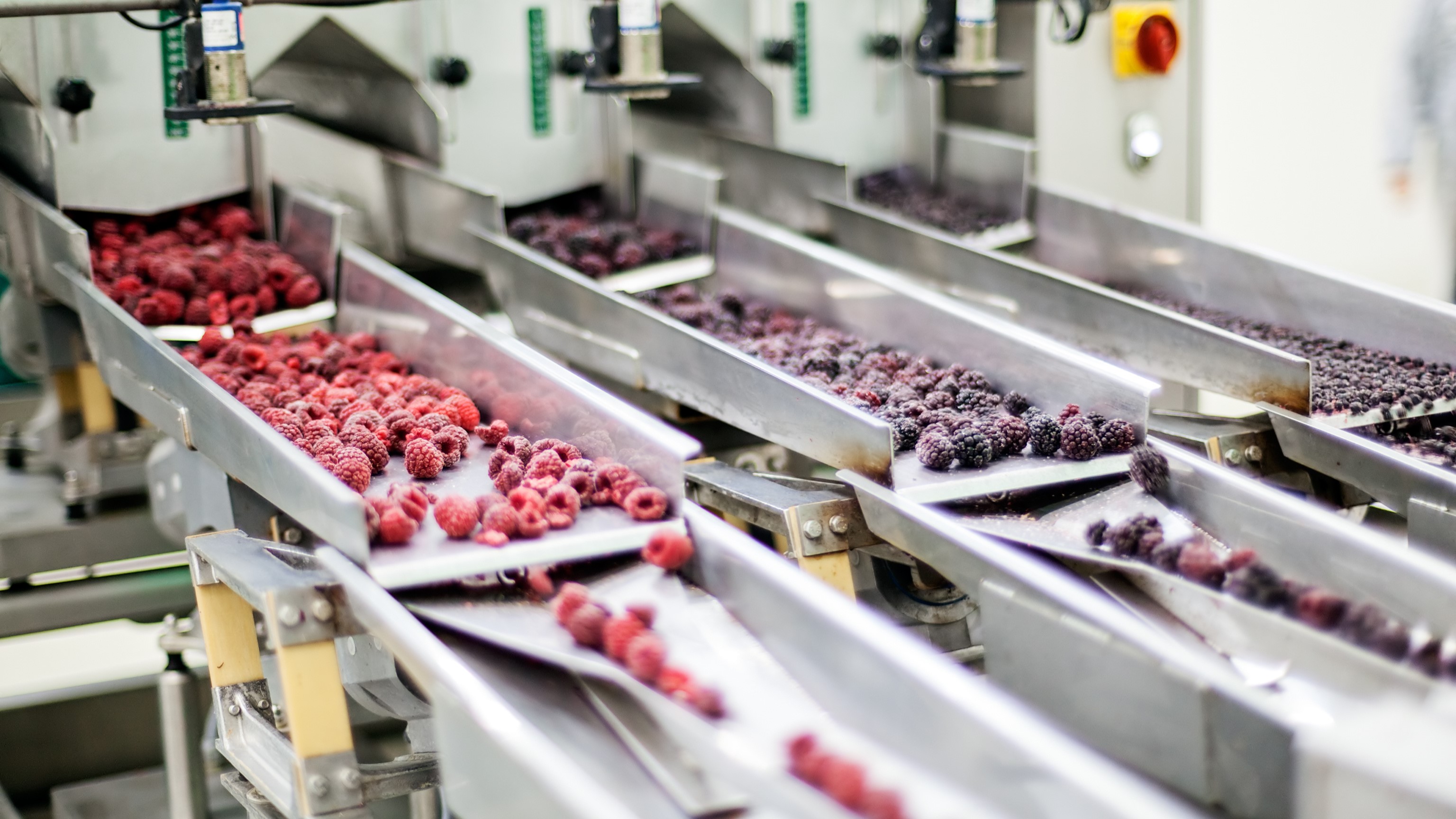 Frozen B.C. berries on a conveyor belt ready for packing.