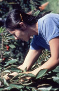 Woman picking cherries