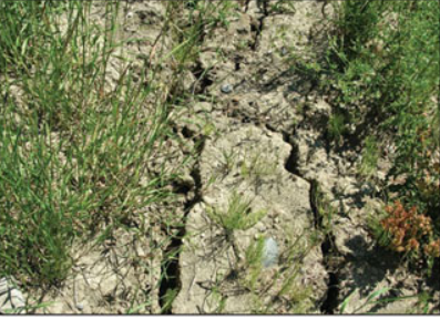 Photo of transverse cracking and vegetation growing through