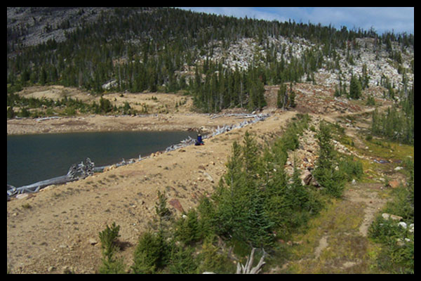 Photo of trees and vegetation on dam crest and downstream