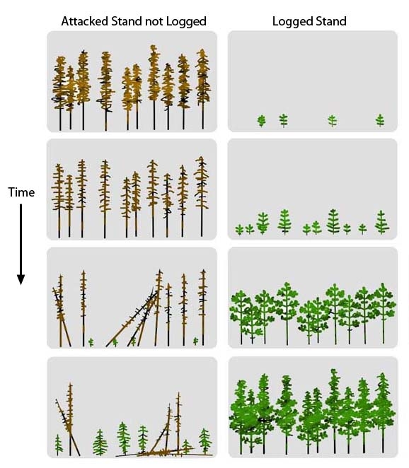 Model shows how beetle-attacked pine stand might change if it is not logged versus if the stand is logged and reforested.
