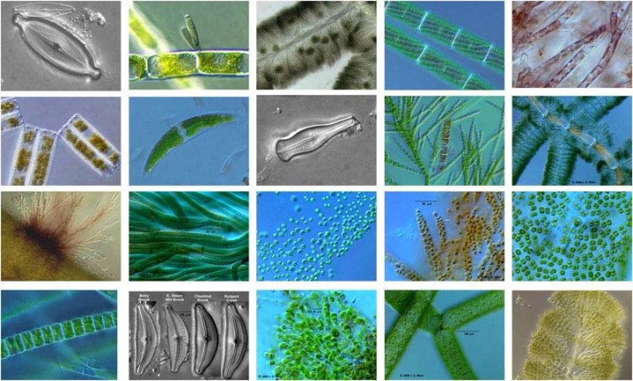 A variety of microalgae (3)