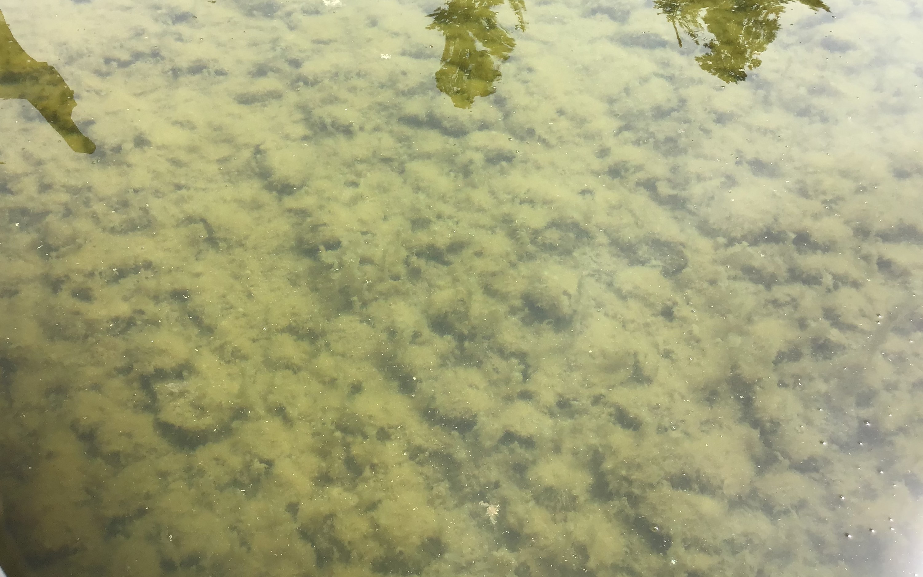 gloeotrichia algae