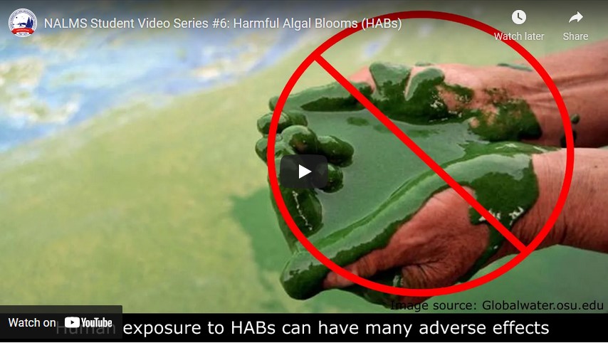 This video from the North American Lake Management Society (NALMS) talks about the human and environmental health effects of Harmful Algal Blooms (HABs).