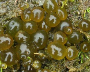 nostoc algae thumbnail (4)