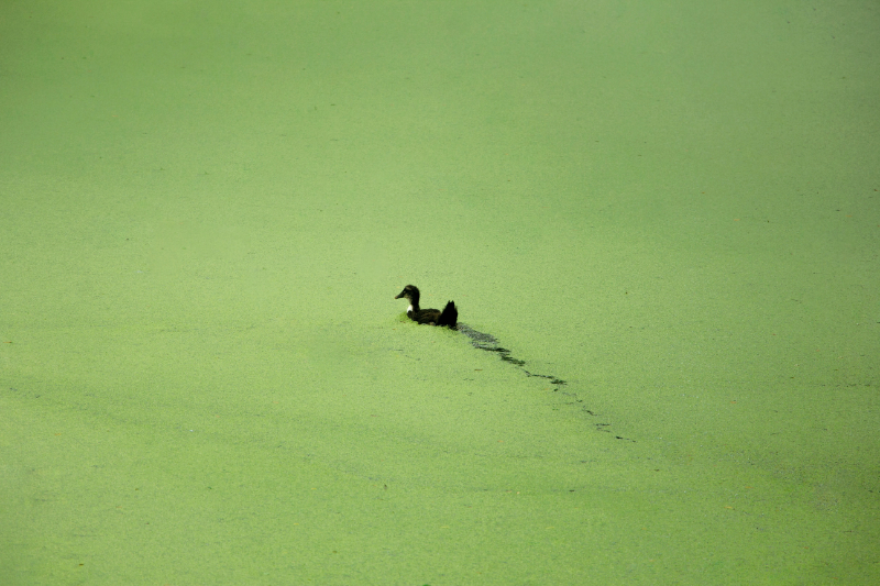duck swimming in duckweed