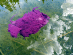 Purple Sulfur Bacteria close up on Blue Lake (2021)