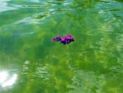 Purple Sulfur Bacteria, Blue Lake (2021)