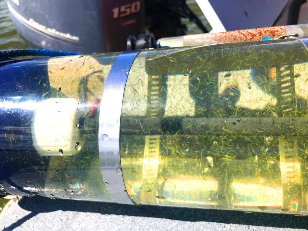 Close up photo of algae sample in jar