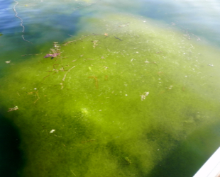 spirogyra algae thumbnail (7)