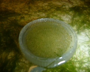 volvox algae thumbnail (3)
