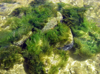 Algae on rocks - submerged (Cladophora)