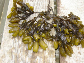 Marine algae - Bladderwrack