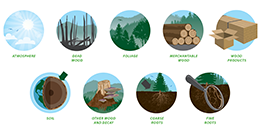 Illustration of carbon stocks