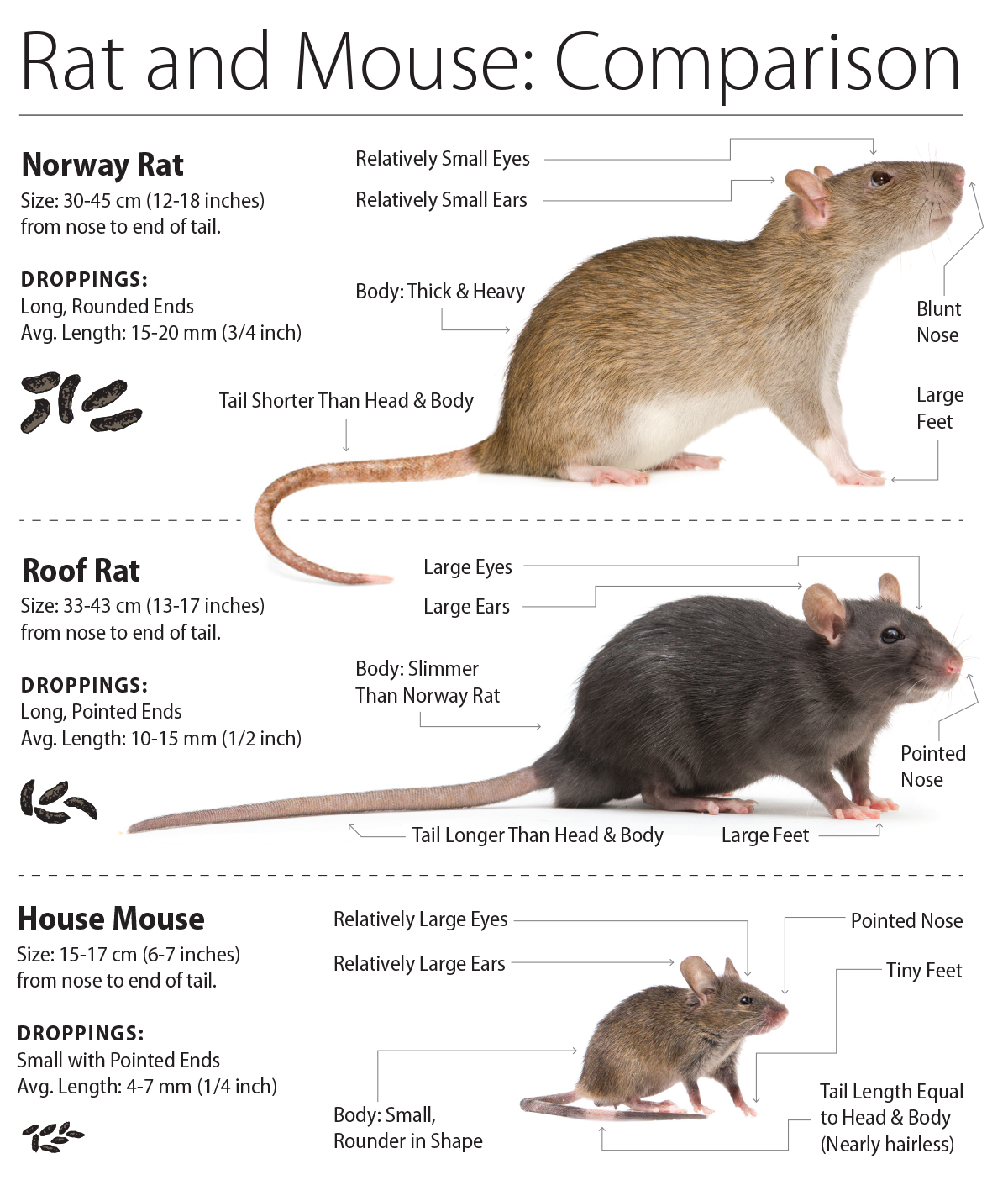 Managing rat and mouse pests