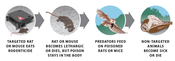 A flow diagram showing secondary wildlife poisoning from consumption of rodents poisoned by rodenticides.