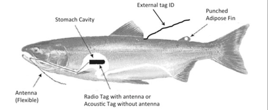 A diagram showing where, on a fish's body, a radio tag is inserted. 