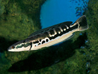 Giant Snakehead fish