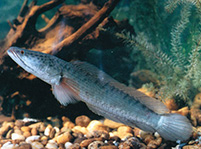 Chevron Snakehead fish