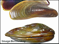 image to id a golden mussel from various angles