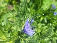 patersons curse flower