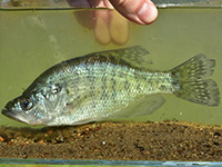 White Crappie fish
