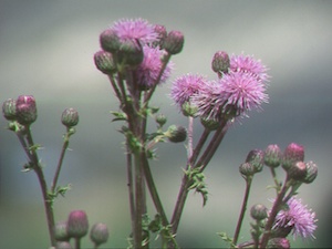Image of Canada Thistle