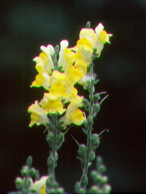 Image of Dalmation Toadflax