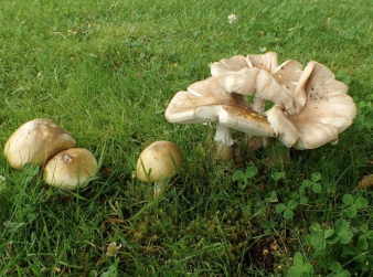 Image of young and fully expanded death cap mushrooms showing range of colour and form.