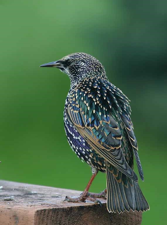 Image of European starling. Photo credit: Terry Sohl