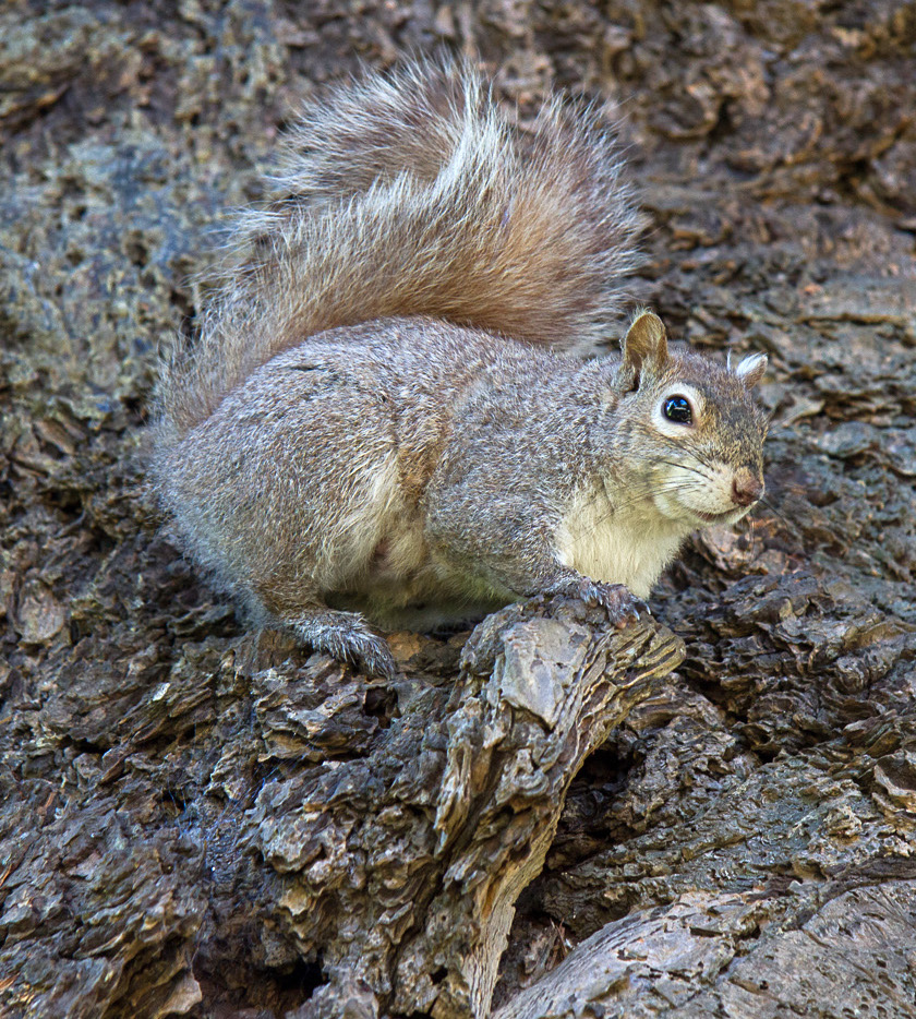Image of grey squirrel. Photo credit: Dominique Sigg