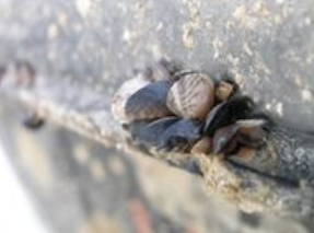 Image of invasive mussel