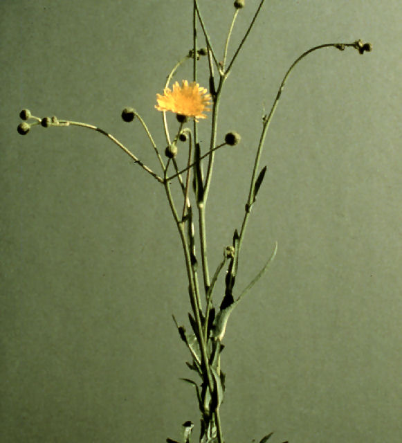 Image of Perenial Sow Thistle