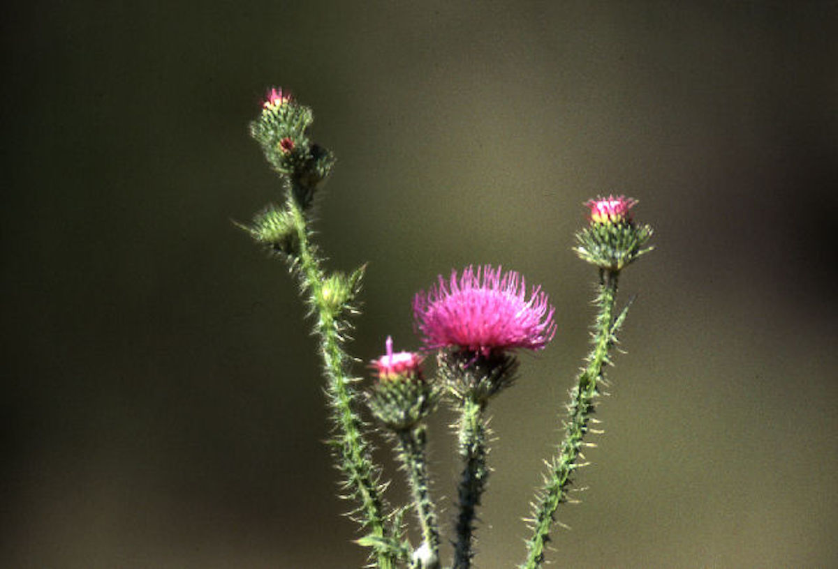 Image of Plumeless Thistle