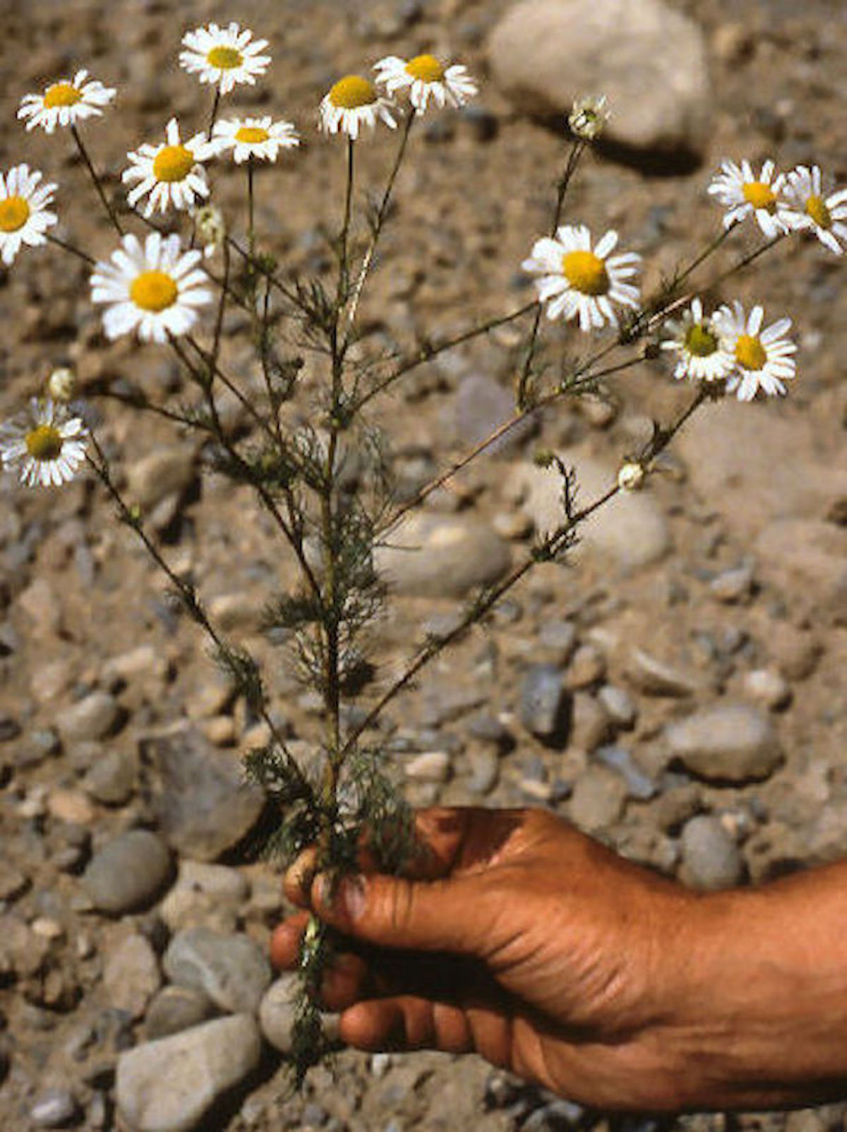 Image of Scentless Chamomile