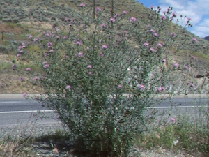 Image of Spotted Knapweed