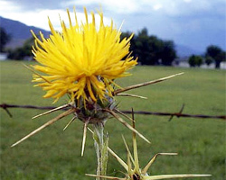 Image of star thistle