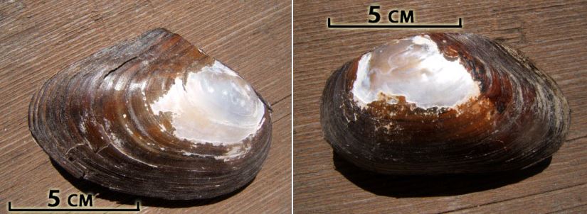 freshwater mussel with scale