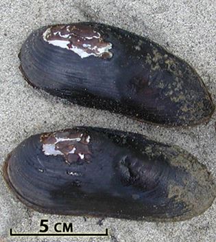 freshwater mussel scale