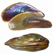 A single golden mussel in top and side profile. 