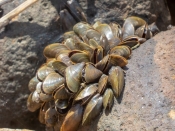 A cluster of golden mussels. 