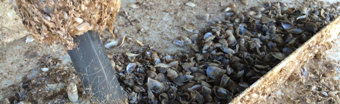Invasive mussels in B.C.