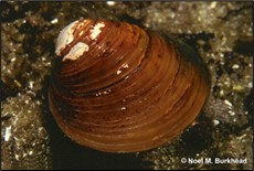 Invasive freshwater clam (Corbicula fluminea)