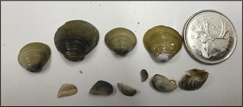 Comparison between invasive freshwater clam (Corbicula fluminea) top and invasive mussels (bottom).
