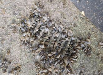 invasive mussels