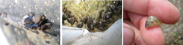 invasive mussels 