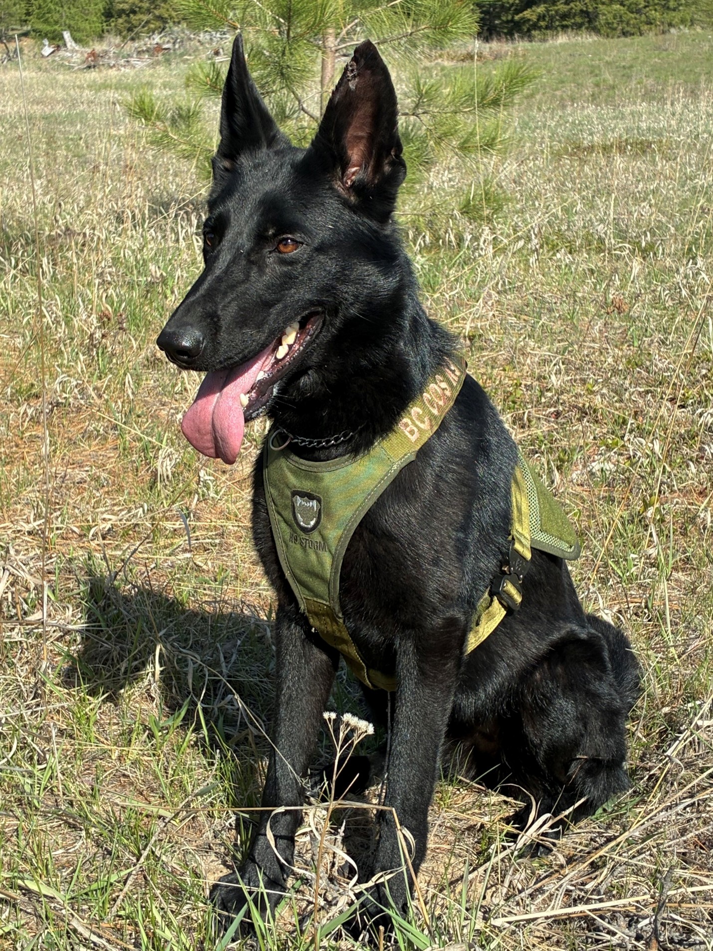 K9 Georja. K9 Georja.