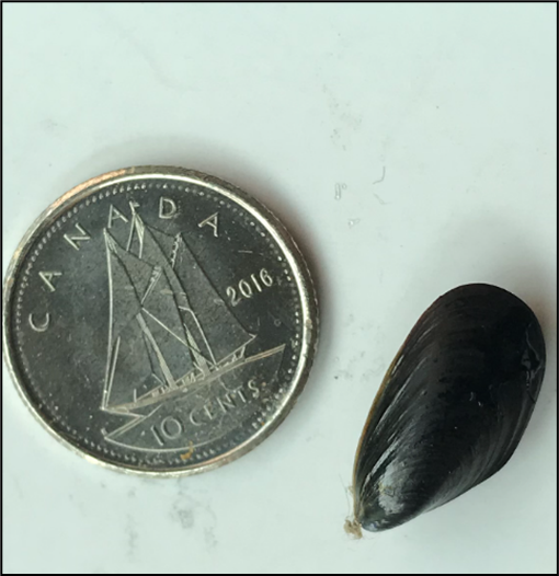 Size comparison showing blue mussel is same size as a dime. Size comparison showing blue mussel is same size as a dime.